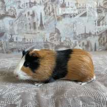 Морская свинка, в Москве