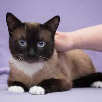 Роскошный синеглазый тайский кот Орешник в дар, в Москве