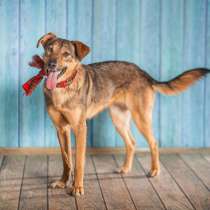 Собачка Симона (просто прелесть) в добрые руки, в Москве