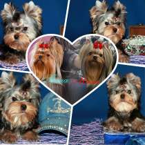 Щенок Йорк, мелкий стандарт, в г.Москва