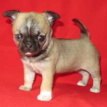 Чихуа девочка гш, в Санкт-Петербурге