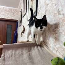 Здравствуйте! отдам кошку в добрые руки, в Москве