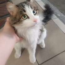 Кастрированный котик в добрые руки, в Улан-Удэ