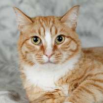 Солнечная кошечка Шани ищет дом, в Москве