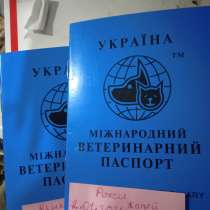 Продам щенков питбуля , в г.Умань