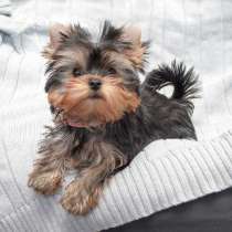 Йоркширский терьер Чита, в Чите