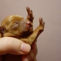 Той терьер мини щенки, в Москве