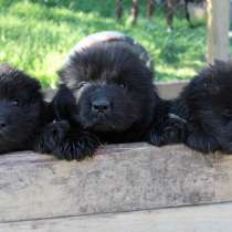 Ньюфики, в Санкт-Петербурге