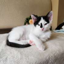 Котята в Вене, Австрия. с документами, в г.Вена