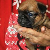 Малый брабансон рыжий мальчик, в Москве