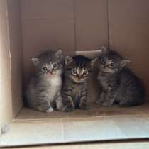 Котята в добрые руки, мальчики, в Баксане