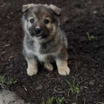 Бесплатно, в Черкесске