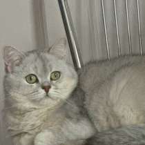 Кот в добрые руки. Ищу семью для котика, в Москве