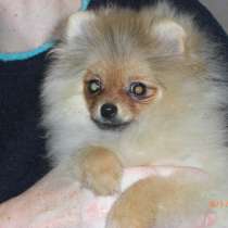 Щенки шпица, в Москве