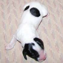 Продаются щенки РУССКОГО ОХОТНИЧЬЕГО СПАНИЕЛЯ, в Москве