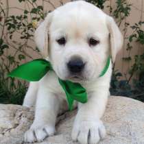 Лабрадор Нижний Новгород, в Нижнем Новгороде