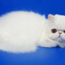 Персидский котенок Фелисия белого окраса, в Москве