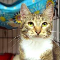 Молодая кошачья особа Натали грезит о домашней жизни, в Москве