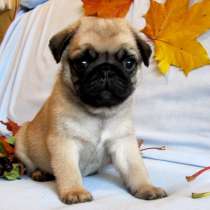 Мопс Смоленске, в Смоленске