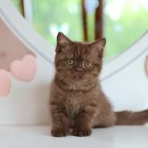 Продается замечательная британская кошечка-котенок, в Владивостоке