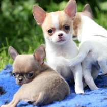 Чихуахуа Астрахани, в Астрахани