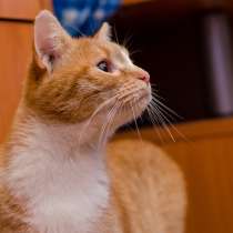 Очаровательная кошка Эмбер ищет дом, в г.Москва