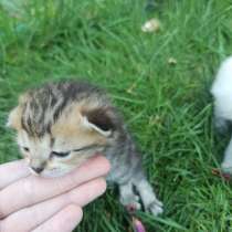 Котята. Можно будет забрать чуть позже) Пока очень маленькие, в г.Мозырь