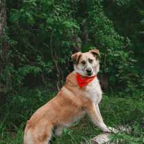 Очаровательный Плюш #redpine_plush в поиске дома!, в Москве