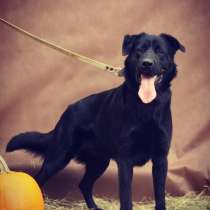 ПЕС, КОТОРОГО НИКТО НЕ ЗАМЕЧАЕТ!!!!, в Москве