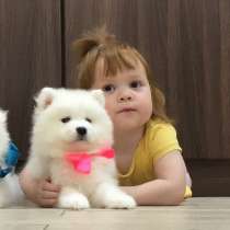 Мишутки Щеночки самоедской лайки), в Нерехте