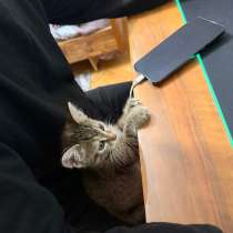 Отдаю котенка в добрые руки, в Москве