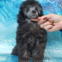 Той пуделя щенок серебристый мальчик ДЖЕНТЛИ БОРН ИЛЬМИР, в Долгопрудном