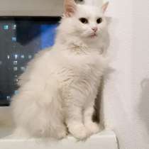 Белая пушистая кошка в дар, в Москве
