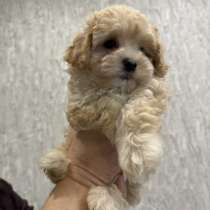 Щенки мальтипу ф1, в Евпатории