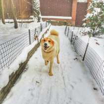 Ластик ищет дом и хозяина, в добрые руки, в Москве