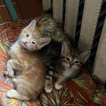 Котята в дар, в Москве