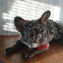 Французский бульдог, в г.Брест