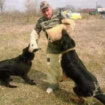 Дрессировка собак, в Белореченске