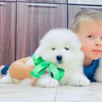 Яркие малыши самоедские лайки, в Таганроге
