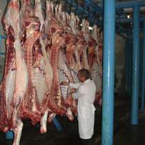 ОПТ. Мясо говядина от надежного поставщика с разумной ценой, в Новосибирске