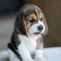 Бигль Абакан, в Абакане