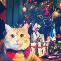 ПРОПАЛ КОТ, в Москве