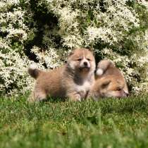 Щенок. акита-ину. (хатико), в г.Варшава