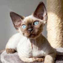 Отдам кошечку даром, в Москве