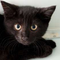 О чём рассказала котенок Чака, в Москве