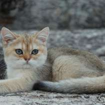 Kitten, в Туле