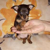 Той терьер Псков, в Пскове