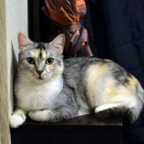 Кошка Шахерезада, восточная красавица, в г.Санкт-Петербург