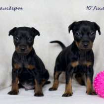 Щенки Цвергпинчера, в Санкт-Петербурге