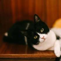 Отдам даром Удивительная кошка Боня, в Санкт-Петербурге